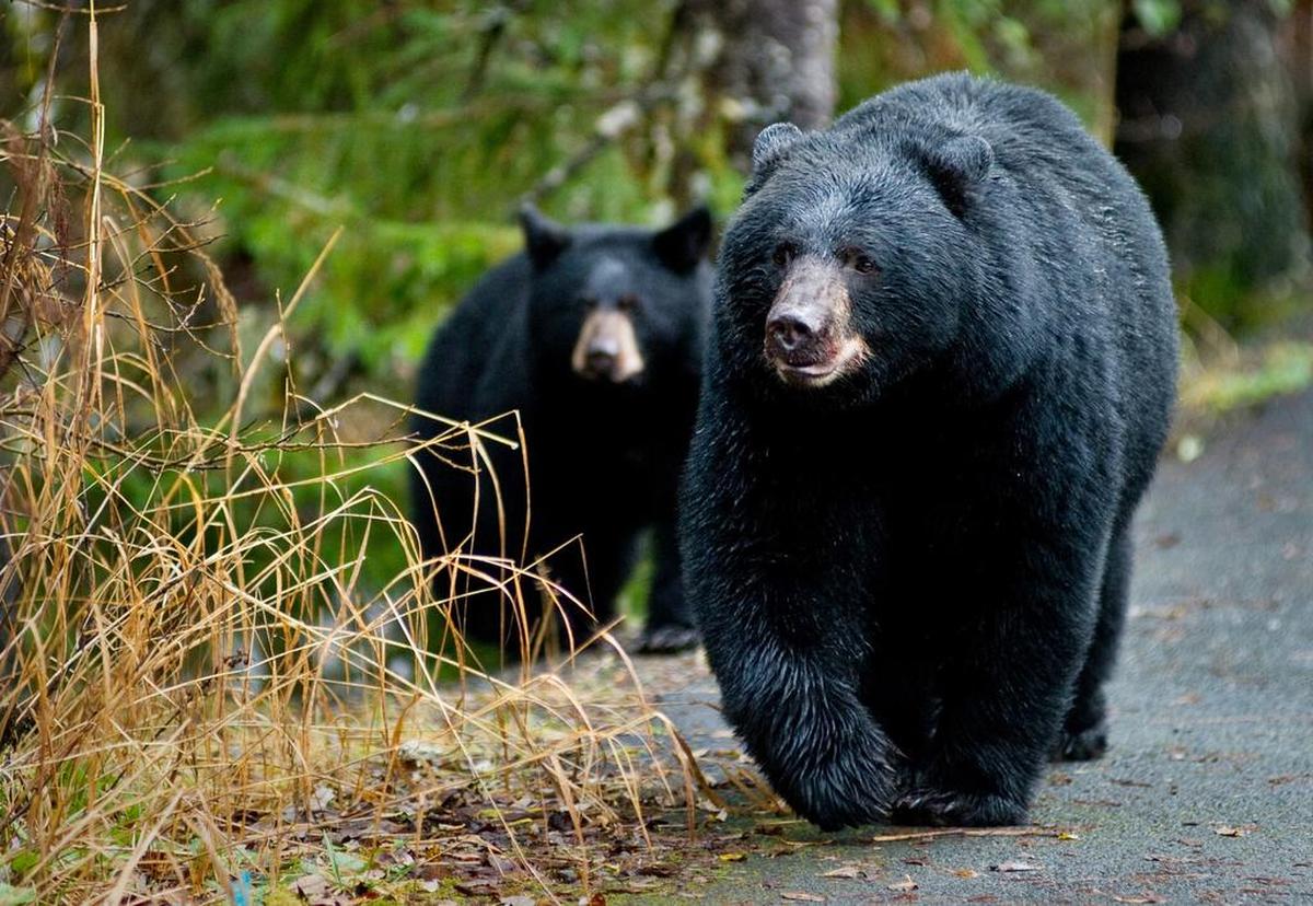 In this 2014, file photo, a black bear sow and her cub walk along the Trail of Time at the Mendenhall Glacier Visitor Center in Juneau, Alaska. A jogger on a Whatcom County trail sustained multiple non-life-threatening injuries after encountering a black bear Wednesday, Aug. 3, north of Lake Whatcom.
