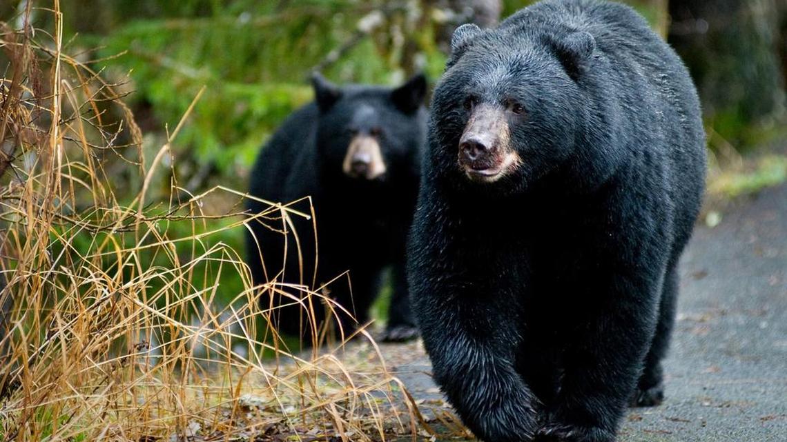 FILE--In this Oct. 22, 2014, file photo, A black bear sow and her cub walk along the Trail of Time at the Mendenhall Glacier Visitor Center on Oct. 22, 2014, in Juneau, Alaska. A woman in Maryland was attacked by a black bear after her dog treed one of the bear’s cubs.