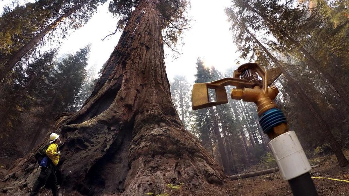 
To protect the 2,000-year-old Boole Tree, a dozen sprinklers have been set up around the sequoia to protect it should the Rough fire draw near to it. 
