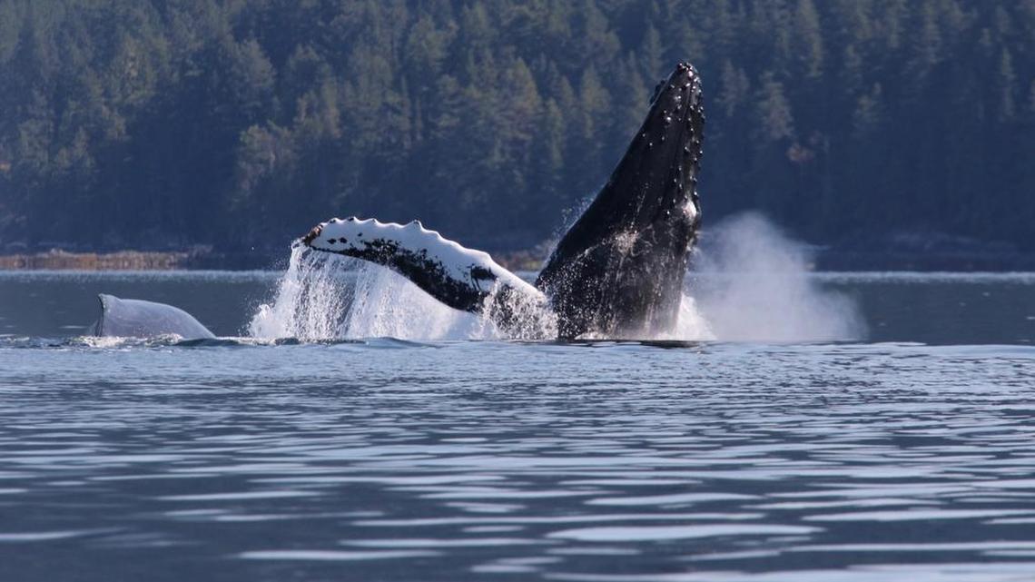 Scientists are learning more about humpback whales using drones.
