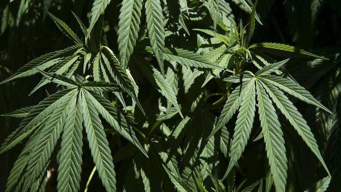 Obama, once pot smokers’ hero, will leave office a disappointment