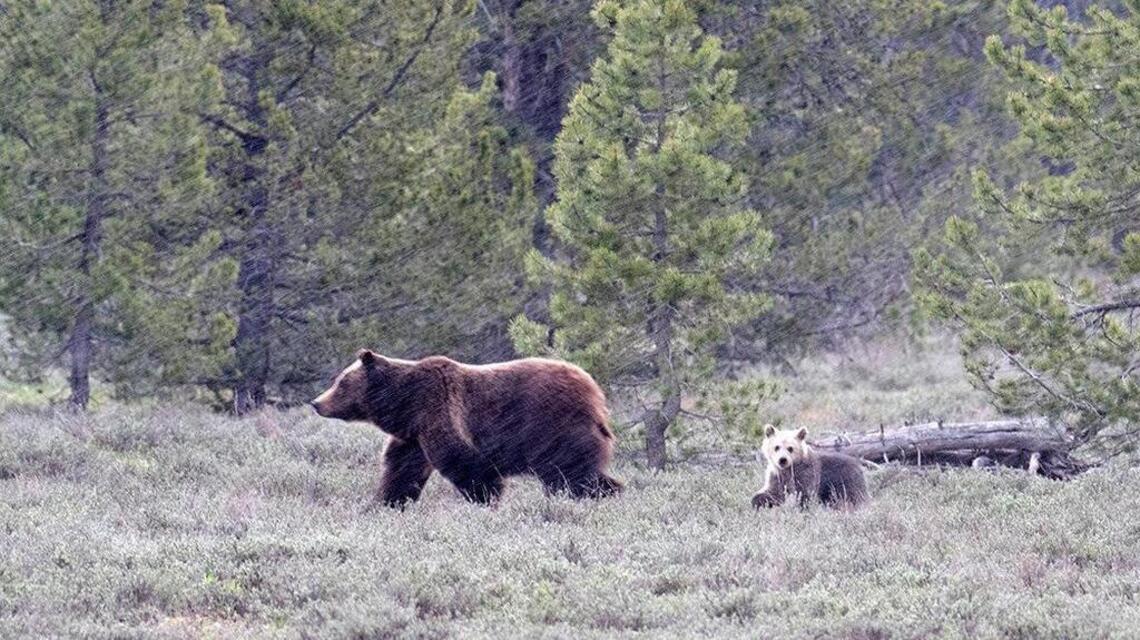 Famed Grand Teton grizzly’s cub dies after being hit by vehicle