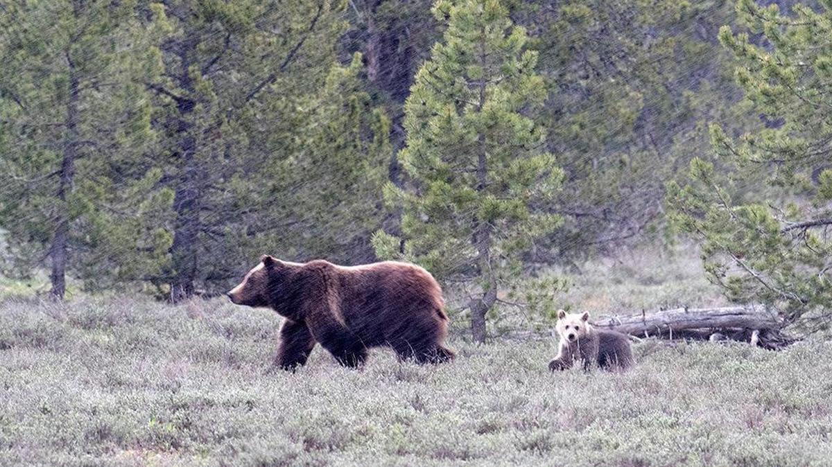 Grizzly No. 399 and her cub during a rainstorm in early June. They were headed toward an elk carcass near Pilgrim Creek in Grand Teton National Park.