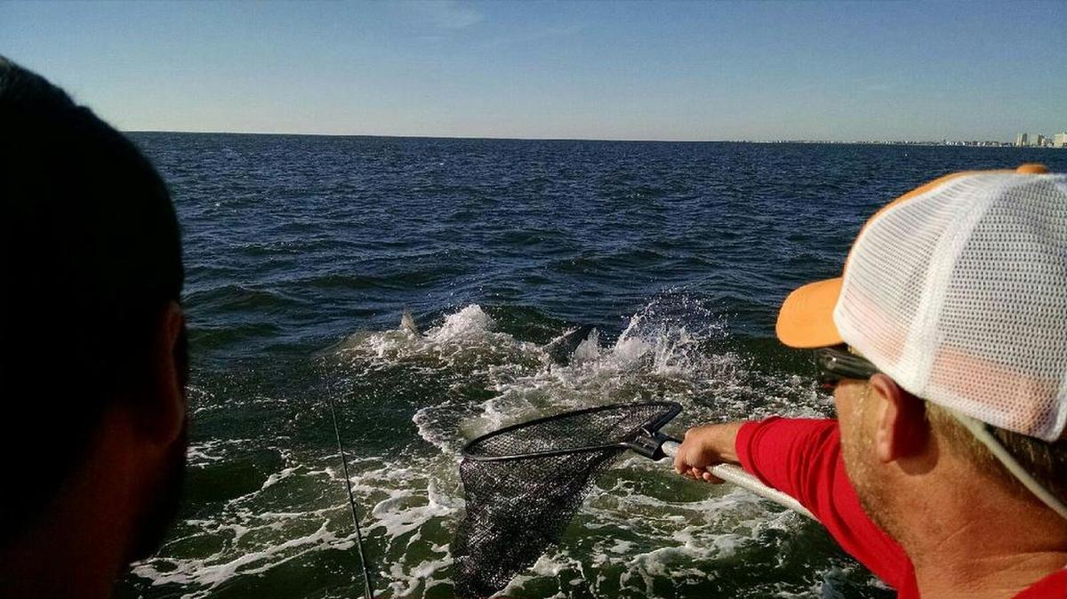 Capt. Jay Sconyers’ crew attempts to board a large redfish before a great white shark snatches it out of the air.