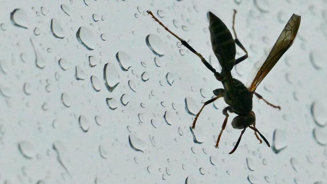 A wasp clings to a rain splattered window.