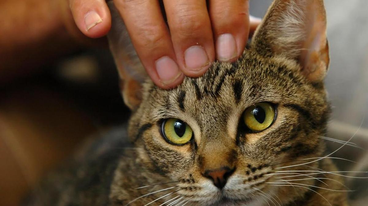According to a story in Nashville Scene, a minister and her followers believe cats are divine creatures that will carry the 144,000 souls mentioned in the book of Revelation.