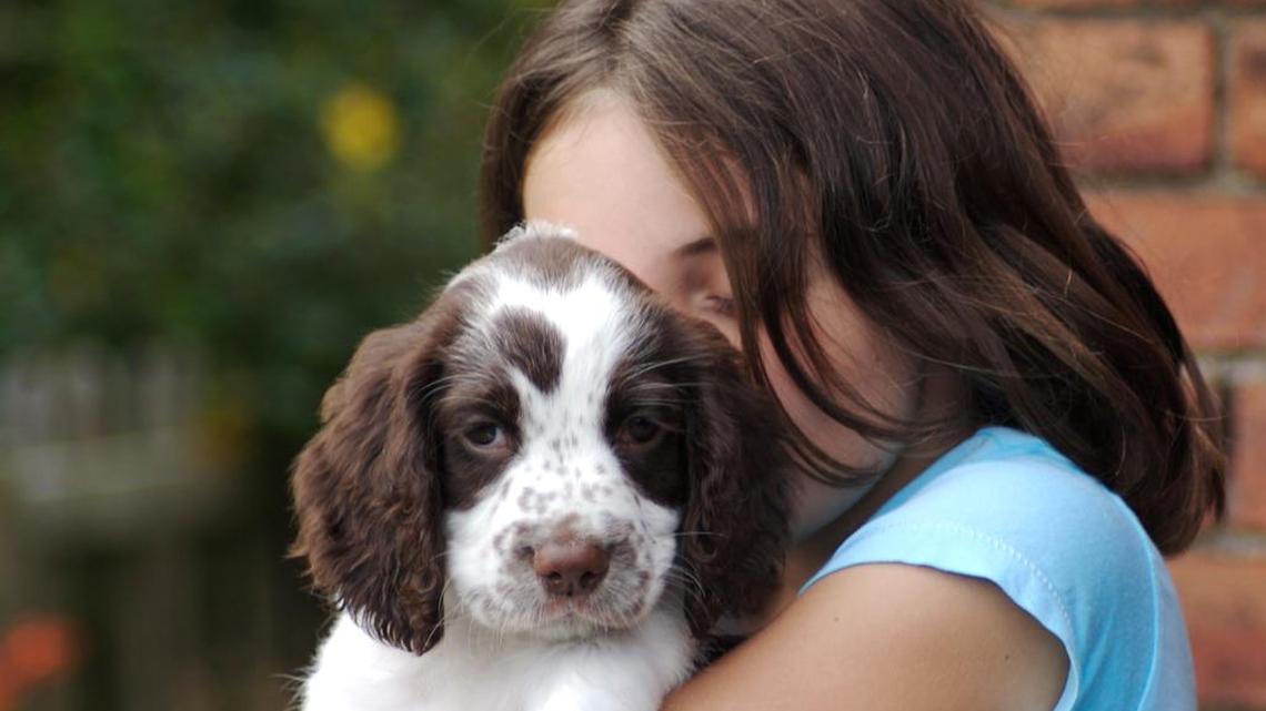 Dogs often show signs of stress when being hugged, such as flattened eares, averted or closed eyes, or yawning.