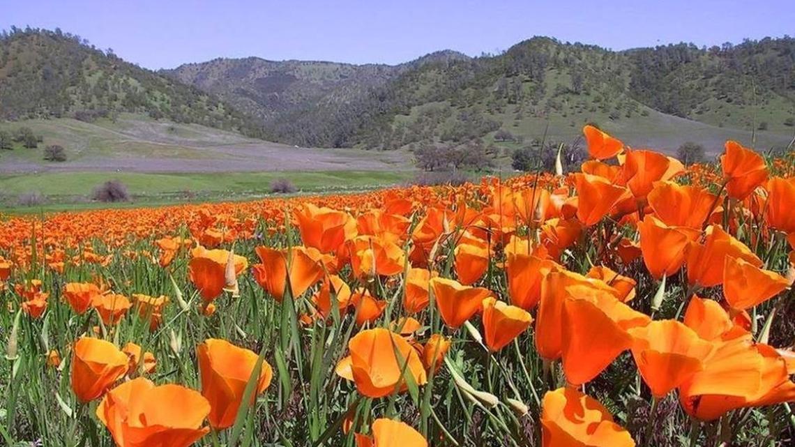 A field of poppies bloom under a blue sky in Berryessa-Snow Mountain, a national monument west of Sacramento, California that President Obama designated in 2015. It is one of 21 national monuments under review by the Trump administration for possible revocation or reduction in acreage.
