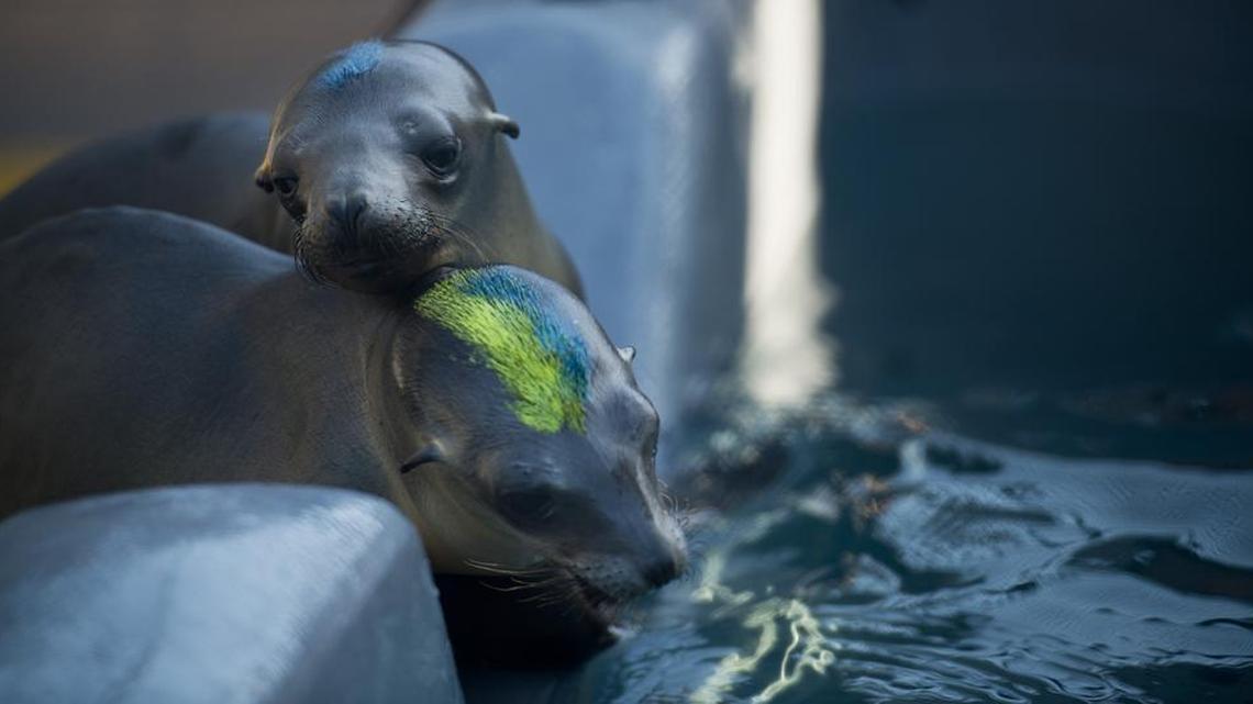 Over a hundred sea lion pups washing up on California shores are color-coded, feed and treated by veterinarians and volunteers caring for them at the Marine Mammal Center in Sausalito, Calif., in March. Every available pen and pool at the center is filled with sea lions – mostly 8-month-old pups separated from their mothers, injured and emaciated.