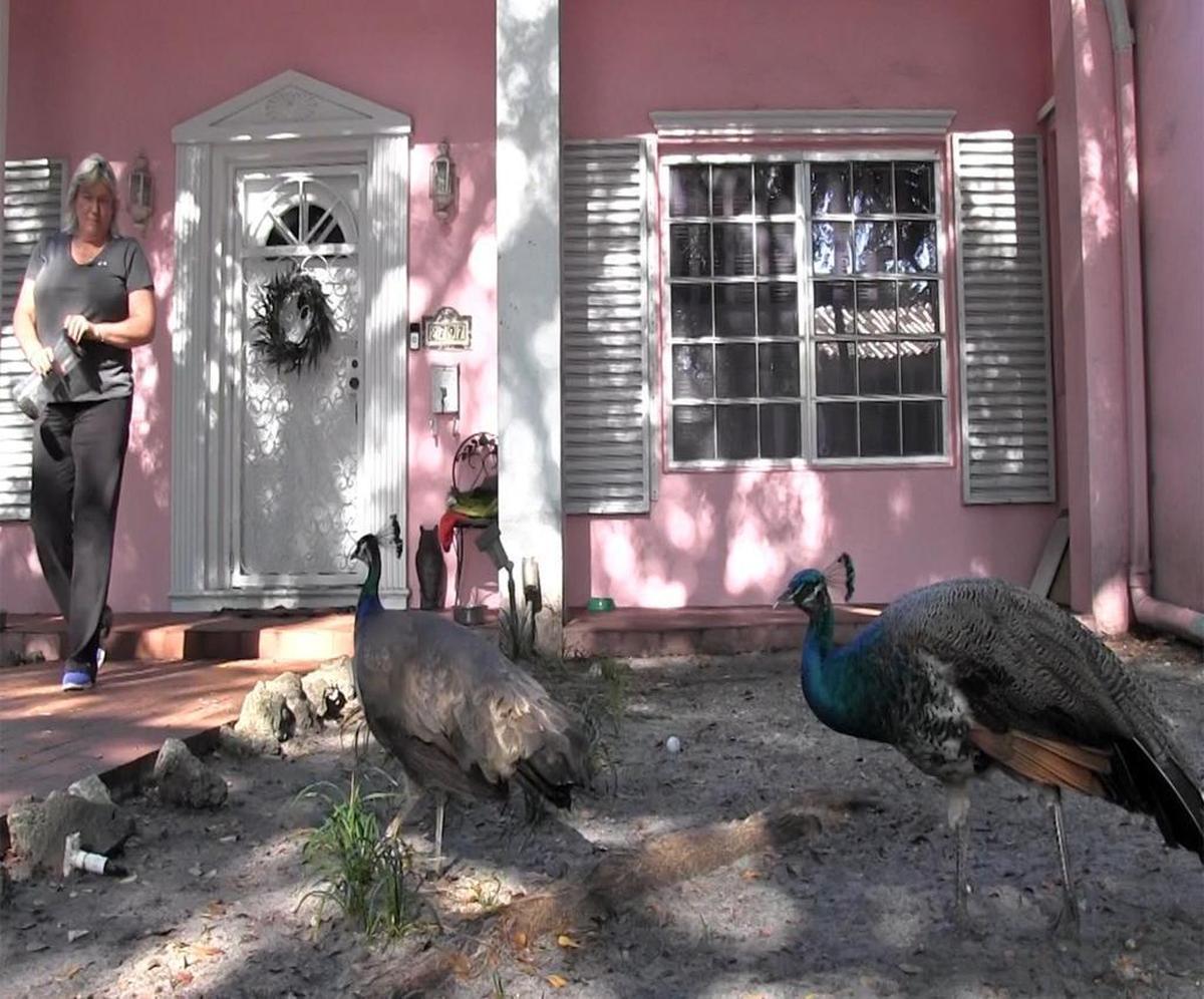 Cathy Moghari feeds the Peacocks in her front yard in Coconut Grove.