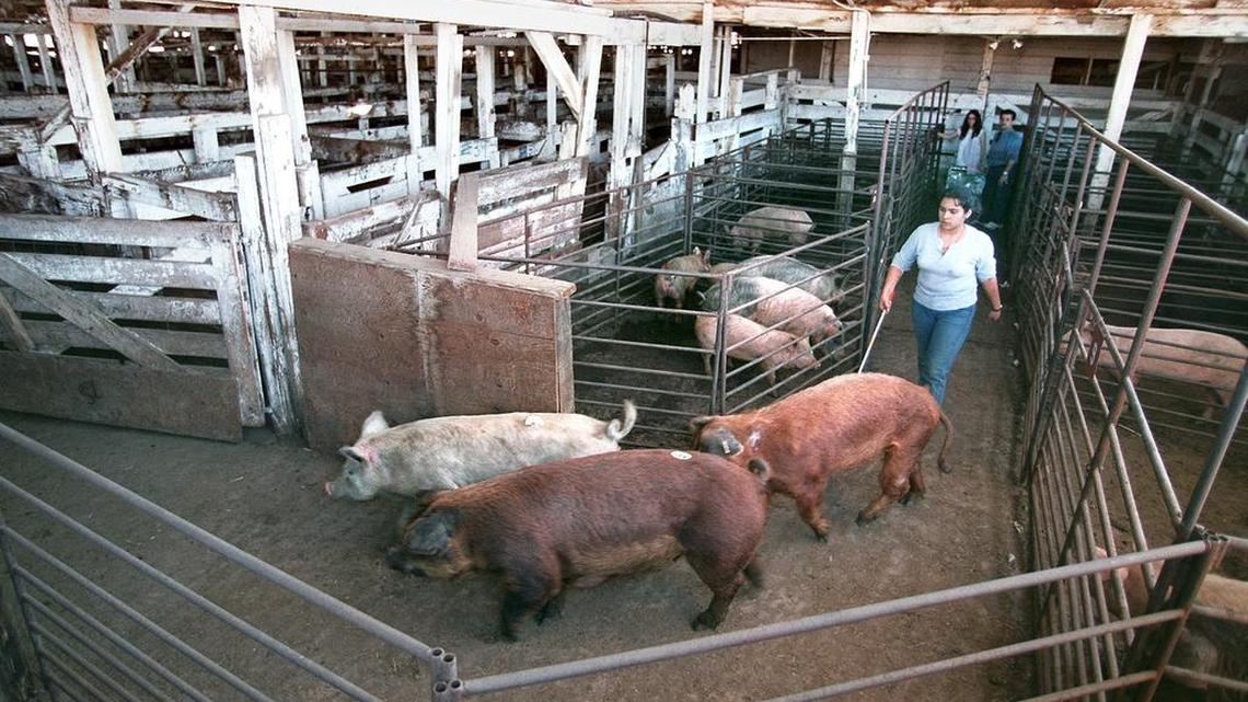 
Supporters of the legislation say the antibiotics are fed to mostly healthy animals such as cows, pigs and chickens to make them grow faster and prevent disease in crowded industrial farms. 
