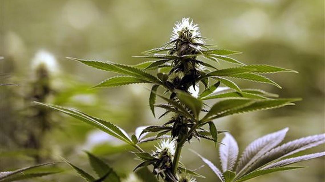 Survey: Marijuana use in US adults doubles in decade