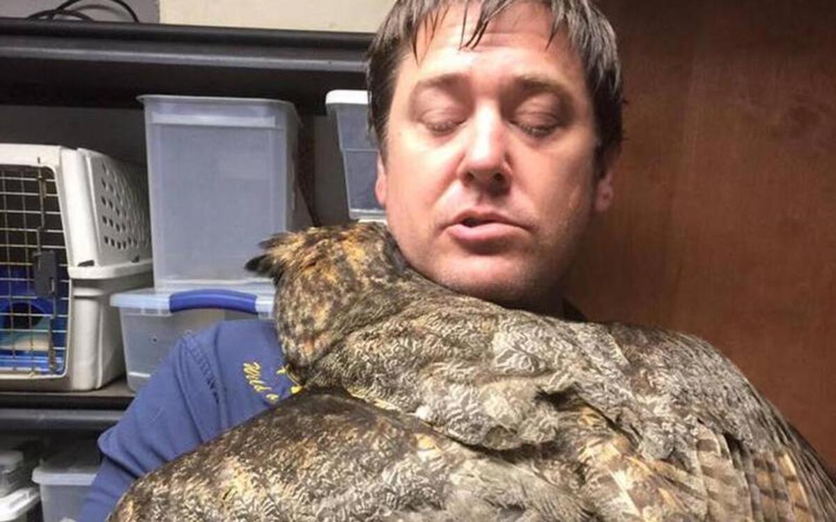 Gigi the great horned owl spreads her wings and gives animal rescuer Douglas Pojeky a hug over the weekend in Vancleave, Miss. Pojeky has been working with the owl since she was brought in in May with a severe head injury.