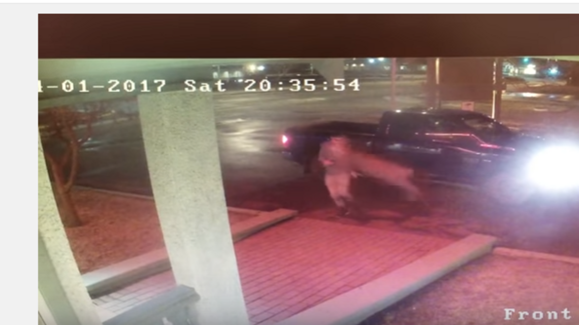 Assaulted by a deer outside a hotel? Oh yeah, this guy has video to prove it, too