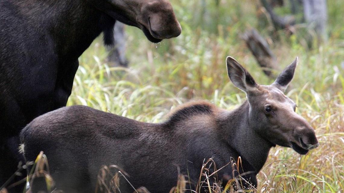 A moose calf in Franconia, N.H., in 2010. In the battle between ticks and moose, the blood-sucking insects seem to have the upper hand.