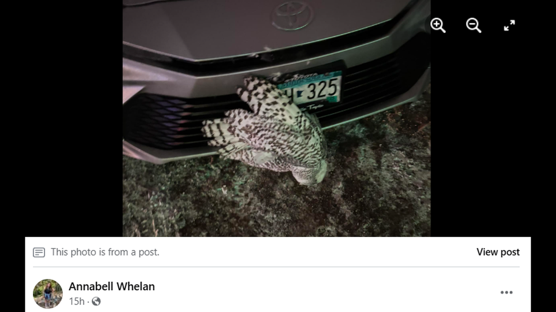 An owl was stuck in a car grille in Minnesota.