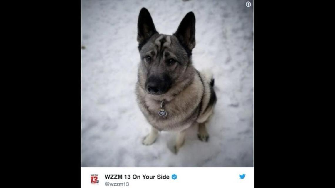 This German shepherd named Ryder is “a little mischievous at times,” but it’s unlikely that he applied for unemployment benefits.