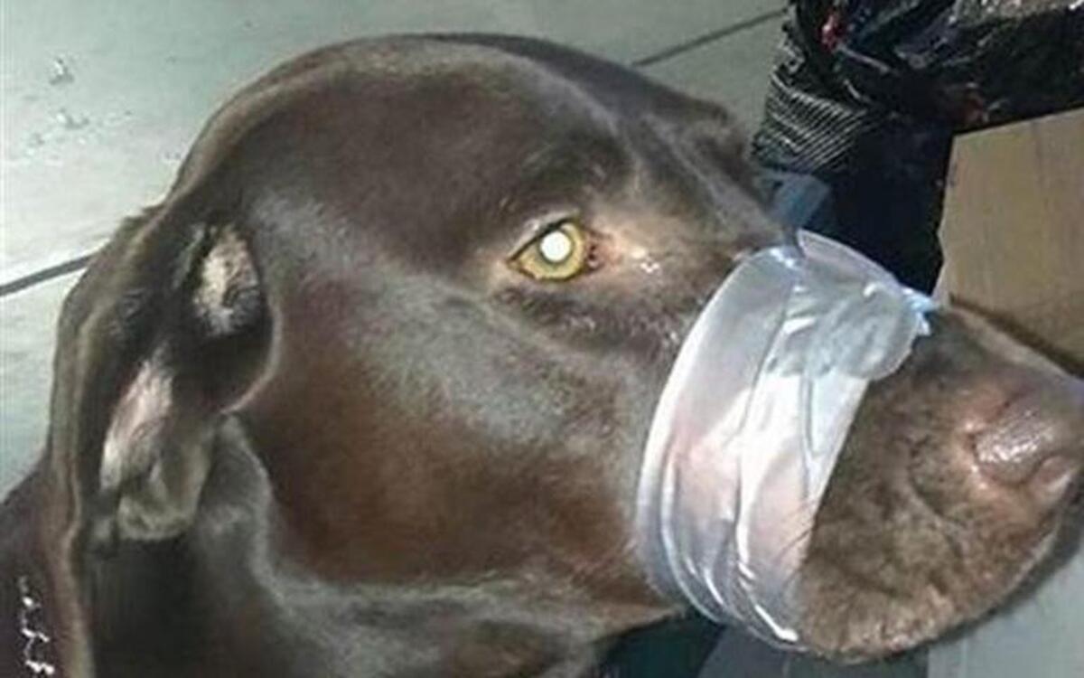 A Wake County, N.C., judge on Friday found a Florida woman guilty of animal cruelty for wrapping duct tape around her dog’s muzzle. Cary police investigated the case after Katharine F. Lemansky posted this photo of her dog Brown on Facebook. Lemansky was visiting Cary at the time.