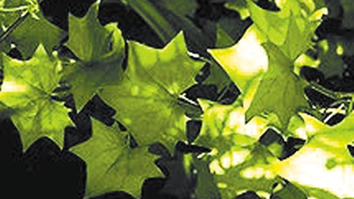 Cape-ivy, also known as Germany ivy, has been crowding out native plants along the California coast.