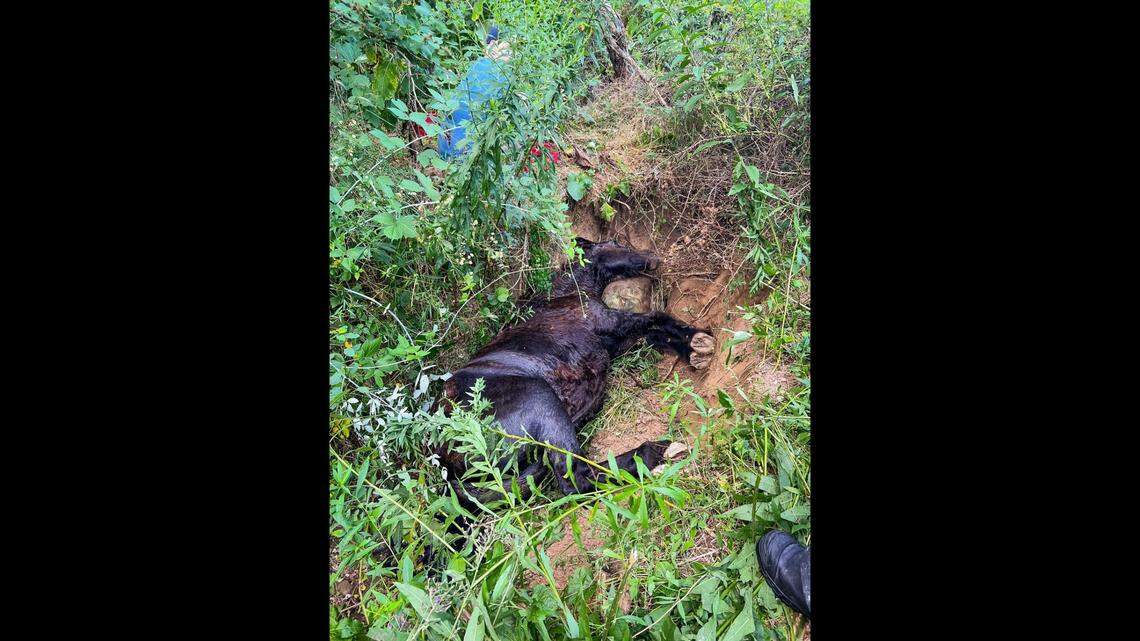 Jasmine the horse was found lying in a ditch after she went missing.