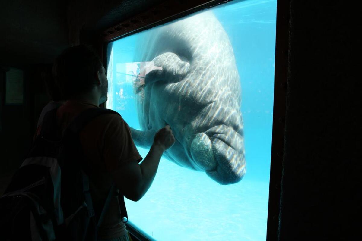 Juan Carlos Endara watches a manatee at the Miami Seaquarium. 