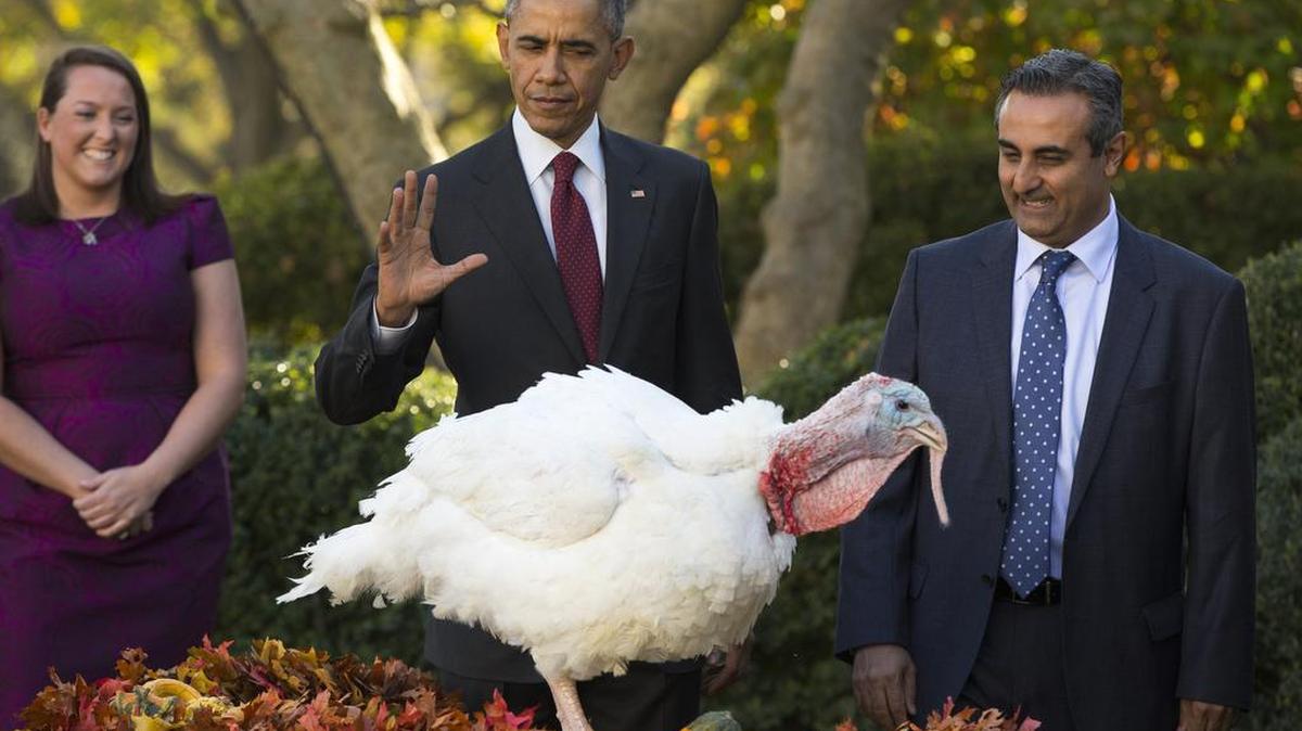 Last year, President Barack Obama pardoned a National Thanksgiving Turkey named Abe, during a ceremony in the Rose Garden of the White House in Washington.