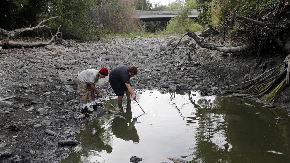 
Carlos Gomez, 13, left, and Josh Roberts, 15, both of San Jose, explore the dried up Guadalupe River near Santa Clara Street in San Jose, Calif., on July 11, 2015. The two friends came across a pool of water where many of the remaining carp in the river were trapped and dying.
