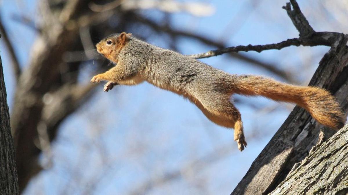 Three people at a senior-living center in Florida were injured when a squirrel attacked them this week.