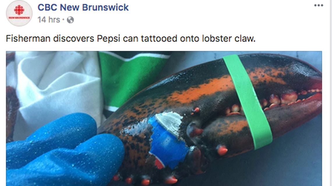 Karissa Lindstrand caught a lobster with a Pepsi “tattoo” on one of its claws.