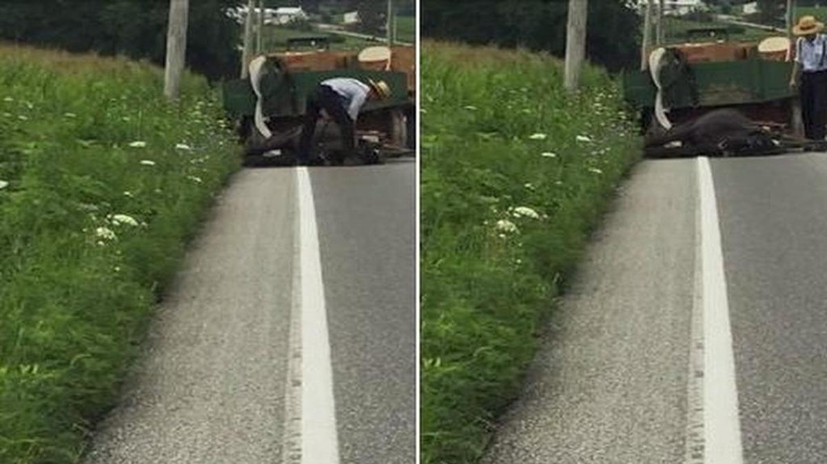 Police in Ephrata, Pa., have accused Marvin M. Sensenig of animal cruelty for striking a horse until it collapsed. The animal later died and Sensenig was arrested.