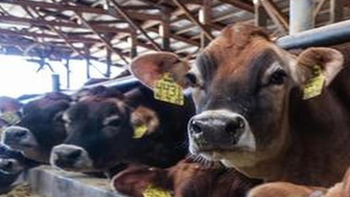 Cows supply milk for this farmwhich produces many kinds of cheese, ice cream and yogurt for sale.