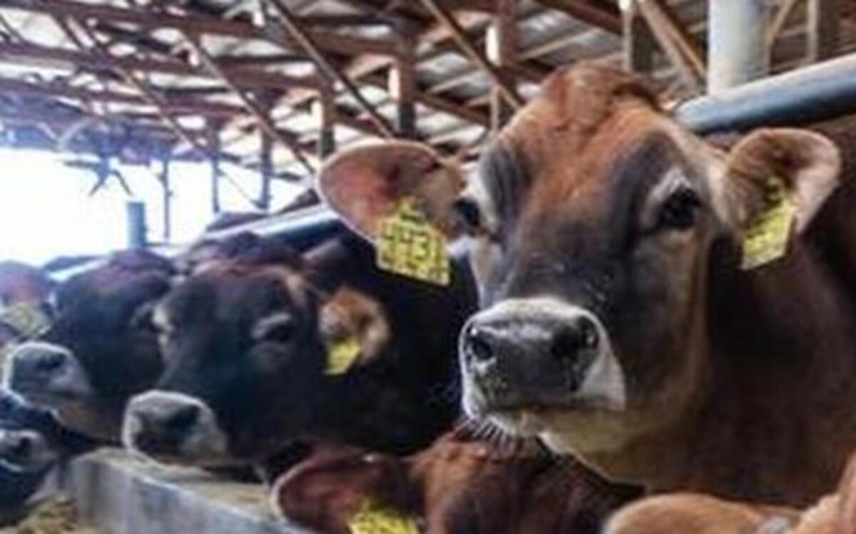 Cows supply milk for this farmwhich produces many kinds of cheese, ice cream and yogurt for sale.
