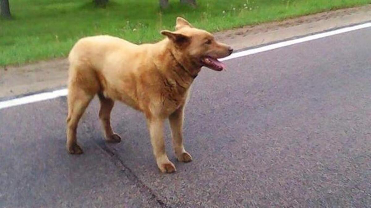 This is Bruno, the town mascot of Longville, Minn., who walks four miles into town nearly every day to visit his friends there.