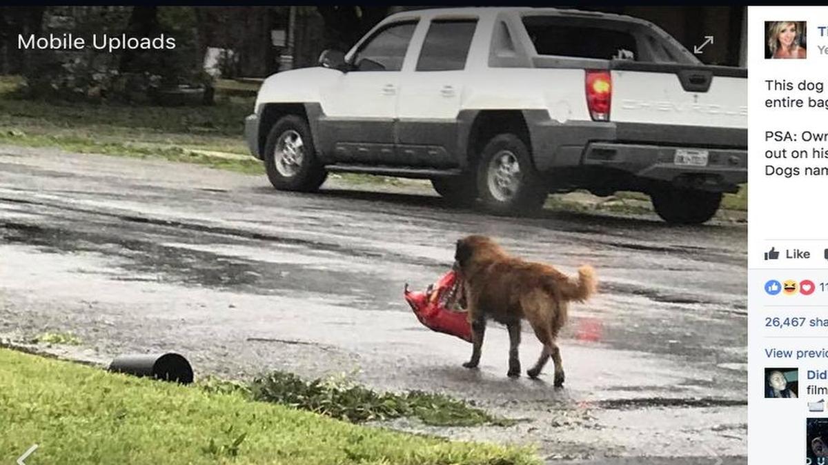 Otis carries a bag of food down a street in Sinton, Texas.