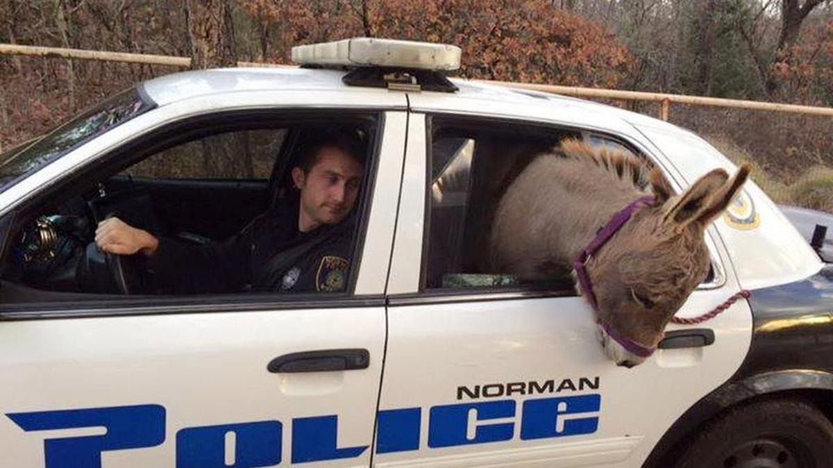 In this photo provided by the Norman, Okla., Police Department, a donkey pokes out of the back of a police vehicle Dec. 1, 2015. Officer Kyle Canaan, in the driver's seat, responded to a call of a donkey on the loose and he transported it to a nearby home.