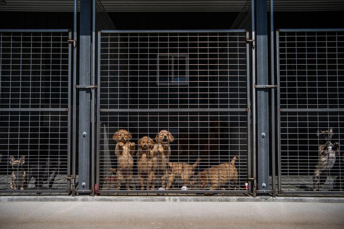 Golden retriever puppies, center, gather near the gate at the Sugarfork Kennels in Goodman, Mo.