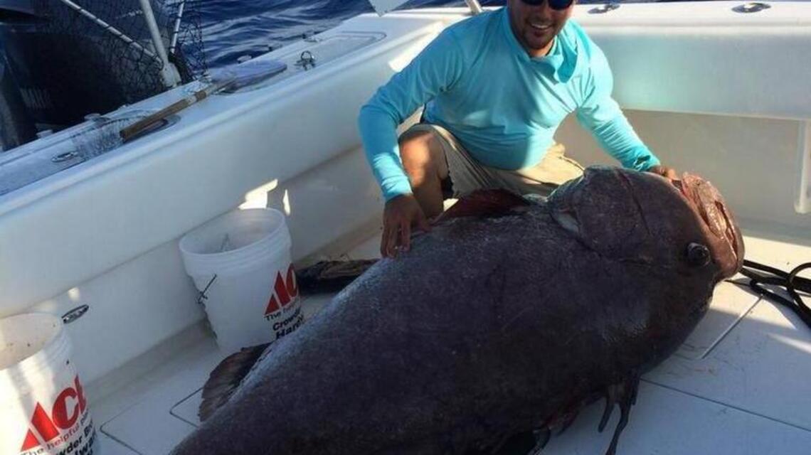 Monster fish: 347-pound grouper caught off Florida barely fit on boat