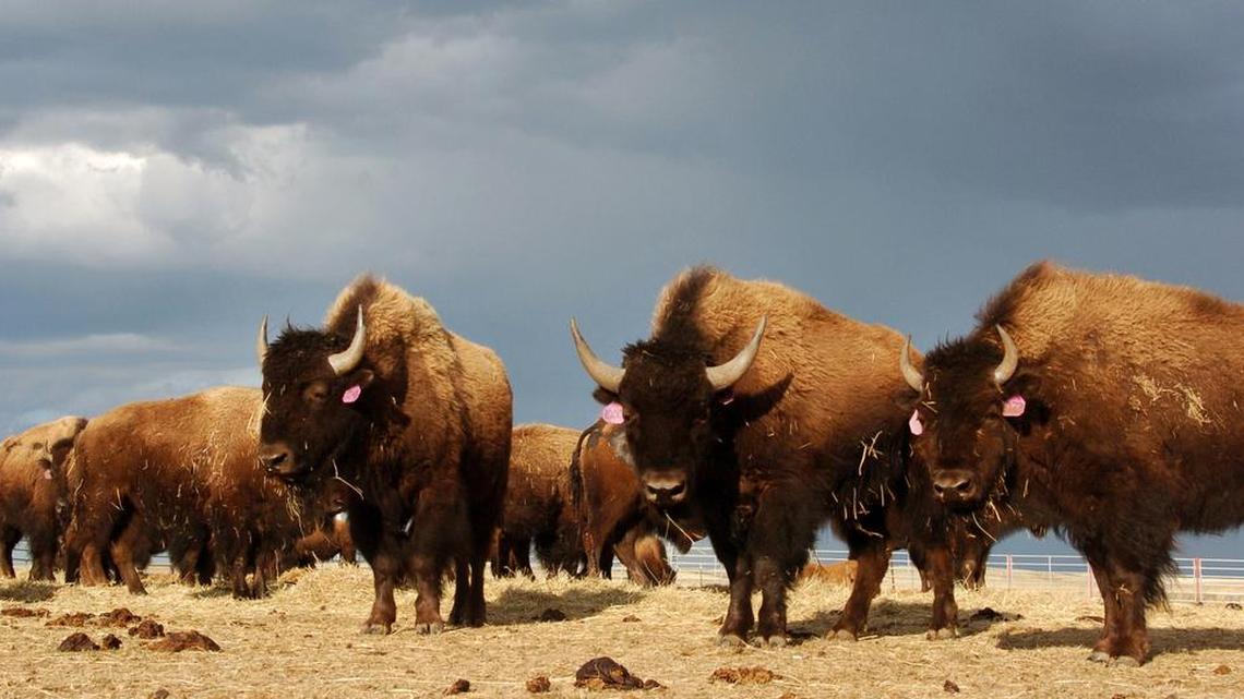 A herd of bison roam on the Fort Peck Reservation near Poplar, Mont., in 2012. President Barack Obama has signed into law a resolution that makes the bison the national mammal of the United States.