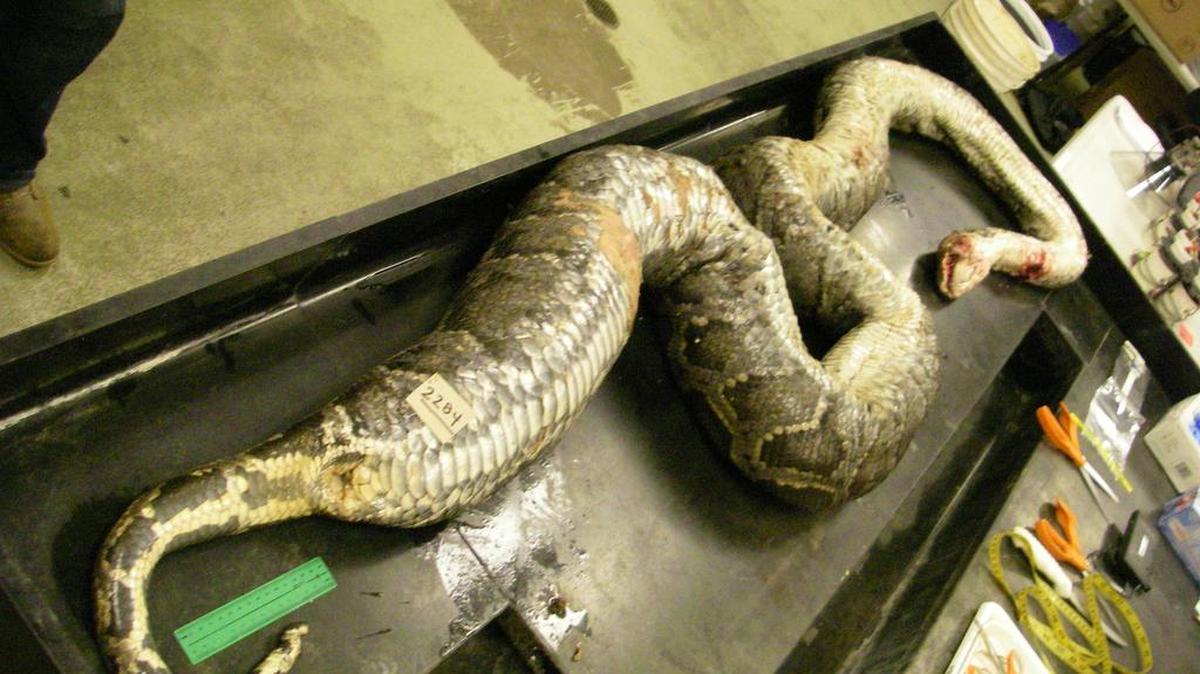 While a big eater, the 14-foot python is not considered remarkably large. Some have been found longer than 18 feet.