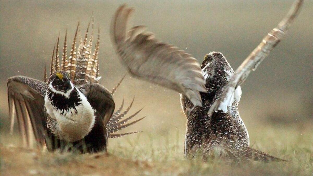 
In this May 9, 2008, photo, male sage grouses fight for the attention of female southwest of Rawlins, Wyo. Interior Secretary Sally Jewell told reporters on Tuesday, Sept. 15, 2015, that she is hopeful that the sage grouse will not warrant being listed as endangered.
