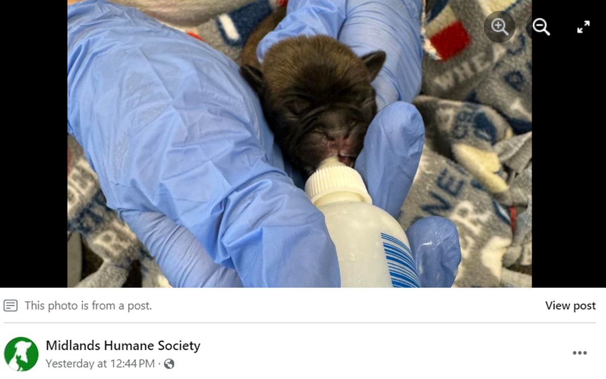 Another puppy being fed