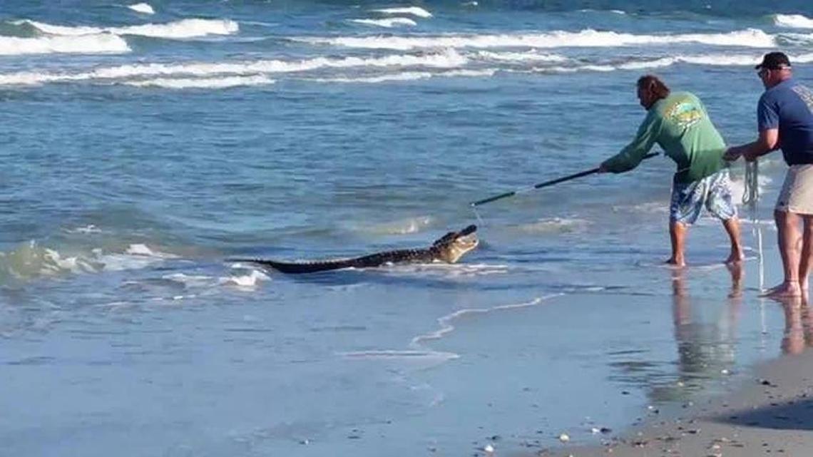 Trappers lassoed this alligator on Fernandina Beach last week. The gator was later euthanized.