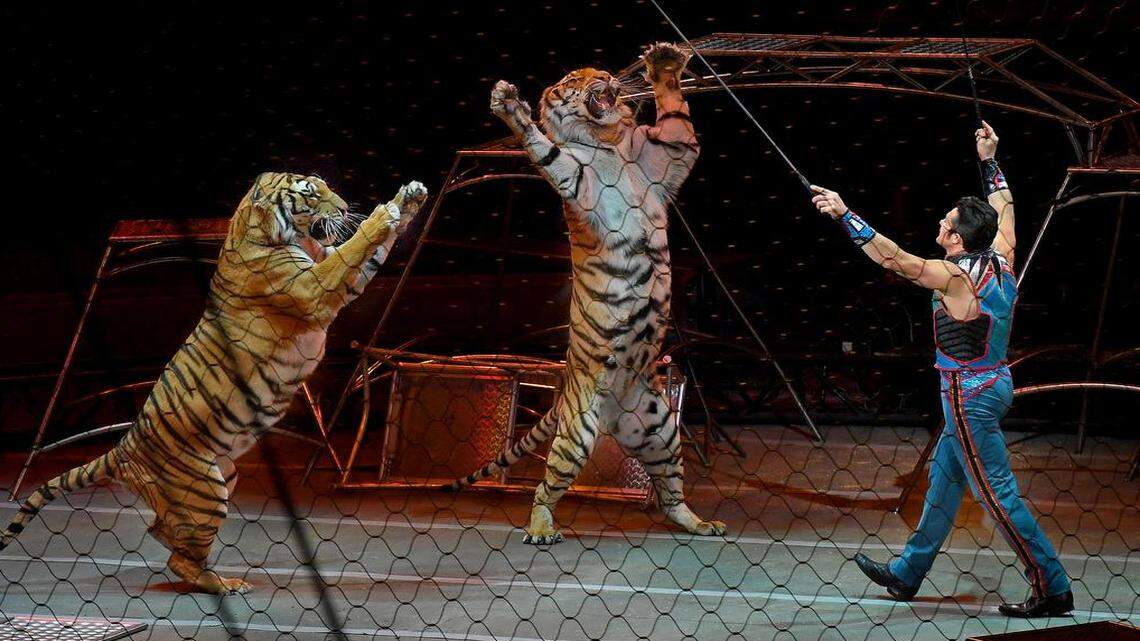 Big-cat trainer Alexander Lacey performs with tigers at one of the final Ringling Bros. and Barnum & Bailey Circus shows in May.