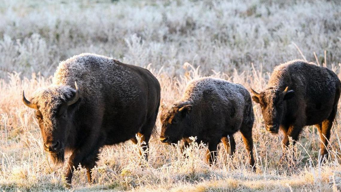 A plains bison herd roams in a section of the Elk Island National Park, Canada. Descendants of a bison herd captured and sent to Canada more than 140 years ago will be relocated to a Montana American Indian reservation.