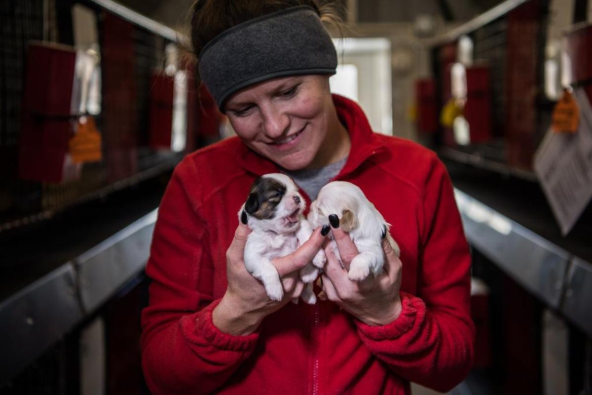 Sydney Noah, a breeder at the Sugarfork Kennels, holds Shih Tzu puppies in Goodman, Mo.