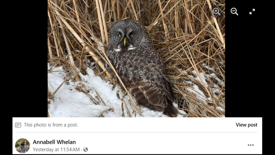 An owl was injured after it was hit by a car in Minnesota.