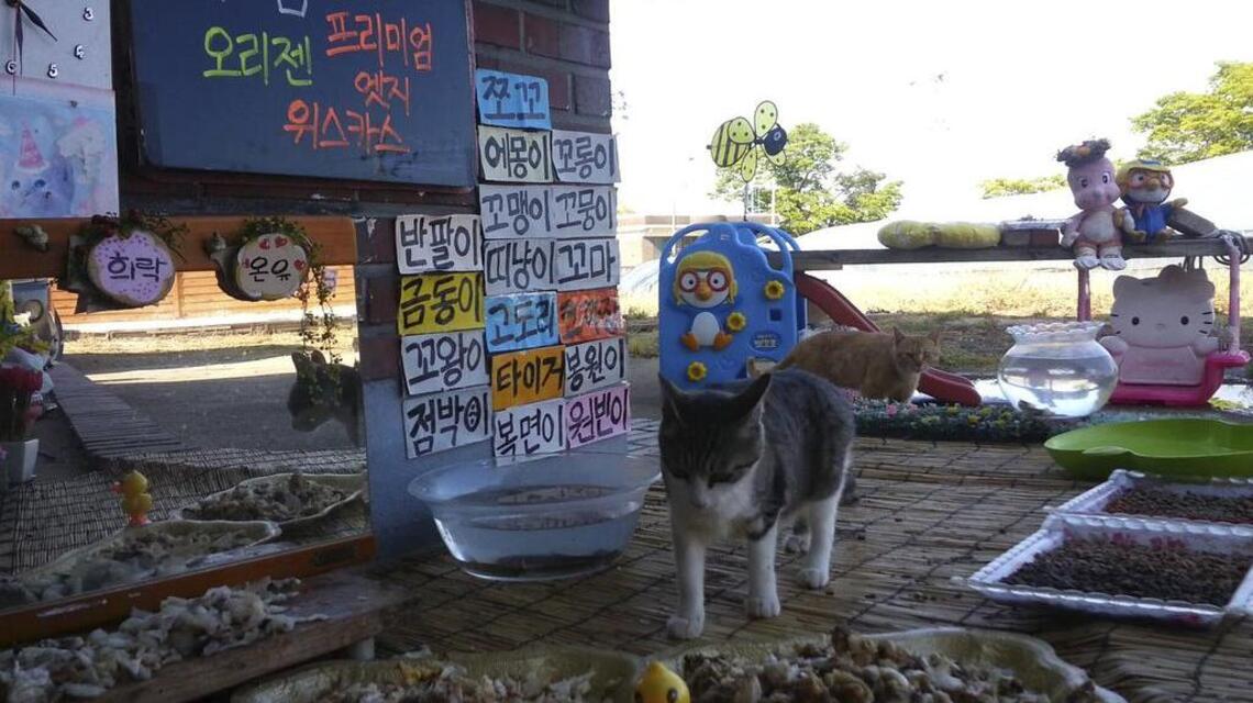 Got rats? These homeless cats are for hire.