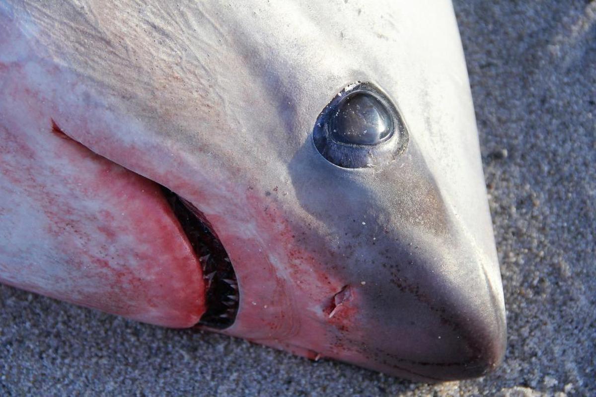 The bodies of two thresher sharks washed up on the eastern shore of Cape Cod Wednesday. They apparently died after experiencing cold shock.