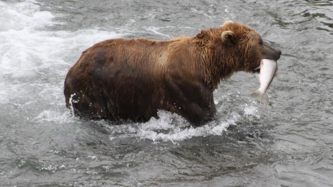 A brown bear walks to a sandbar to eat a salmon in Alaska in 2013. Another brown bear at the Minot, N.D., zoo, bit a man in the hand Saturday after he and a friend snuck in after hours. The man had put his arm through the bars of the bear’s cage to entice it closer.