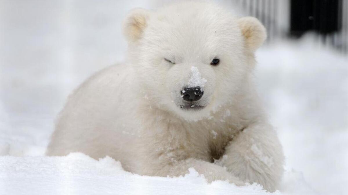 Polar bears can be adorable. But as it gets harder and harder for them to find food, they may decide to put humans on their menu.